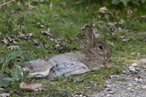 Minsmere Nature Reserve Drucke: Resting Rabbit