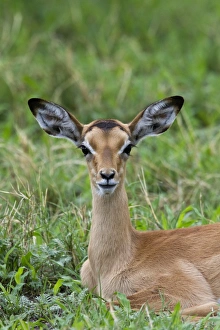Botswana Animal Pictures Drucke: A resting young Impala - Botswana