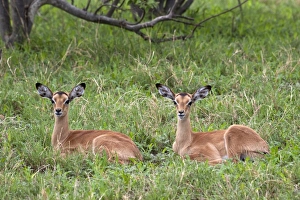 Botswana Animal Pictures Drucke: Two resting young Impalas - Botswana