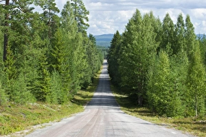 Coniferous Forest Sweden Drucke: Road through mixed birch and conifer forest, Halsingland, Norrland, Sweden, august