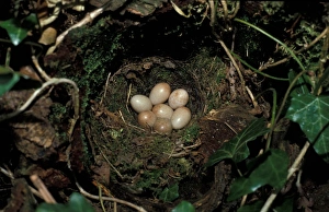 Birdwatching In The UK Drucke: Robin (Erithacus rubecula) Nest and eggs