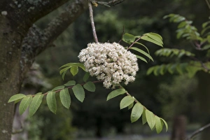 Scottish Wildflowers Drucke: Rowan or Mountain Ash leaf and flower