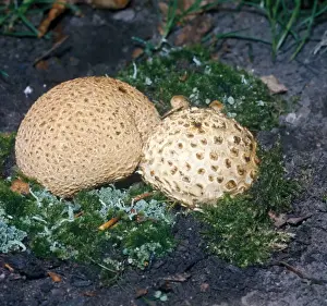 Common Earthball Drucke: Scleroderma citrinum, commonly known as the common earthball