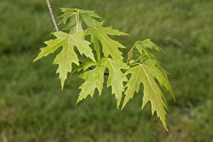 Maple Tree Leaves Drucke: Silver Maple leaf