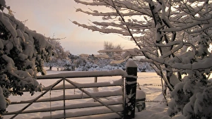 Snow Covered Trees UK Drucke: Snow covered gate and trees, Riverhead, Nottinghamshire, England, December