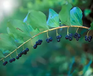Wild Flower Images Drucke: Solomons Seal (Polygonatum multiflorum) Single stem with fruit