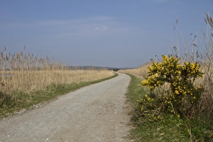 Common Reed Habitat Drucke: Southern section of the Scrape walk at RSPB Minsmere, Suffolk with common reed and Gorse