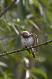 Bird Preening Habits Drucke: Spotted flycatcher preening