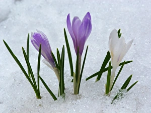 Crocus In Snow Drucke: Spring Crocus (Crocus vernus) flowering