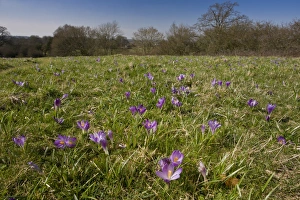 Spring Flowering Plants UK Drucke: Spring Crocus (Crocus vernus) flowering mass