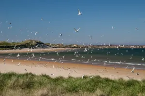 Arctic Tern Nesting Site Drucke: Arctic Tern (Sterna paradisea) flock