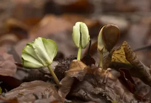 European Beech Photos Drucke: Common Beech (Fagus sylvatica) seedlings