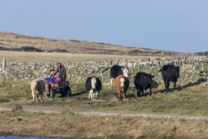 Rindern mit einem Quadbike auf der Insel Islay in Schottland herden