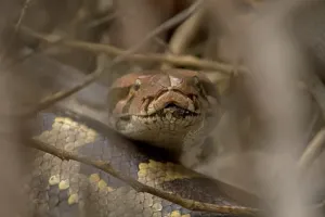 Gerahmter Druck : Indischer Python (Python molurus) Erwachsener im Gesichtbereich in Nähe der Schnauze; Keoladeo-Ghana-Nationalpark (Bharatpur); Rajastan; Indien; Februar Gerahmter Druck : Indischer Python (Python molurus) Erwachsener im Gesichtbereich in Nähe der Schnauze; Keoladeo-Ghana-Nationalpark (Bharatpur); Rajastan; Indien; Februar