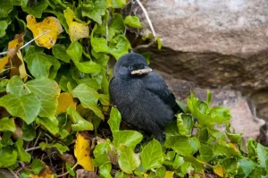 Bamburgh Castle Images Drucke: Jackdaw (Corvus monedula) chick