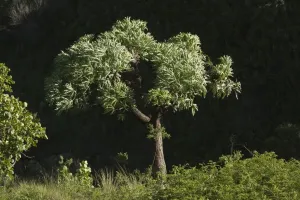 African Flora Images Drucke: Mountain Cabbage Tree (Cussonia paniculata subsp. sinuata) habit, Royal Natal N. P