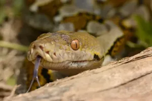 Drucke von Reticulierte Python (Python reticulatus), Erwachsener Kopfansicht mit Flicker-gezogenem Zungenfortsatz in der Nähe von Bali auf den Inseln Lessere Sund im indonesischen Archipel Oktober Netzpython Drucke: Reticulierte Python (Python reticulatus)