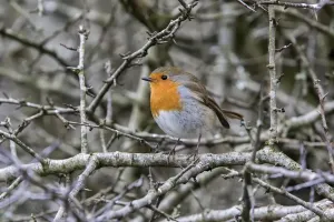 Winter Bird Scene Drucke: Robin on Hawthorn hedge, winter