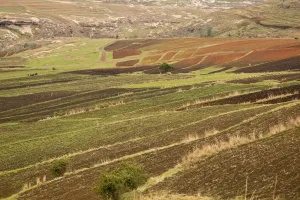 Drakensberg Mountains Scenery Drucke: Small terraced arable fields in spring at high altitude