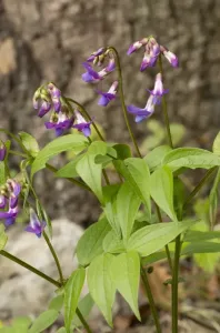 Lathyrus Vernus Drucke: Spring Pea (Lathyrus vernus) flowering