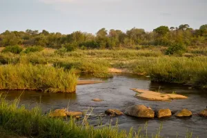 African Wildlife Reserves Drucke: View of river flowing along edge of reserve, Sabie River, Lower Sabie Reserve, Kruger N. P