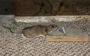 Gelbe Halsmaus fällt in Falle