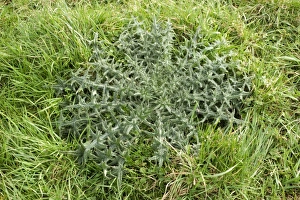 Cirsium Vulgare Drucke: Strong spear thistle, Cirsium vulgare, leaf rosette in grass pastureland