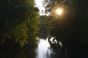 Norfolk Nature Reserves Drucke: Sun shining through trees overhanging river