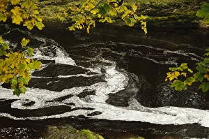 Yorkshire Dales Scenery Drucke: Swirling patterns of foam in river just below waterfall