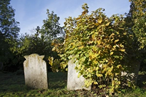 Suffolk England Nature Drucke: Sycamore (Acer pseudoplatanus) sapling, growing beside headstones in church graveyard, St