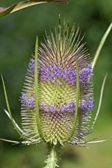 British Wildflower Photography Drucke: Teasel, Dipsacus fullonum, flowers