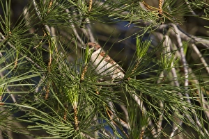 European Tree Sparrow Drucke: Tree Sparrow in Stone Pine tree - Spain