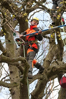 Deciduous Tree Care Drucke: Tree surgeon working in deciduous tree, Norfolk, England, April
