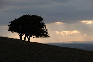 European National Park Views Drucke: Trees on hillside silhouetted at sunset