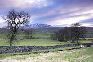 Blick auf kahle Bäume, Steinhügelwände und Schafe im Grasfeld unter leichtem Schnee. In der Ferne liegt Pen-y-Gwent