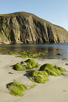 Shetland Islands Coastline Drucke: View of beach and cliffs, North Haven Bay, Fair Isle, Shetland Islands, Scotland, July