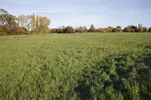 Suffolk Countryside Drucke: View of commonland reserve, The Carnser, Mellis Common, Mellis, Suffolk, England, october