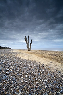 Suffolk Coast England Drucke: View of dead tree from eroded shoreline on beach