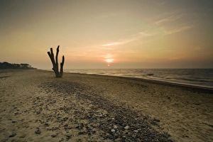 Suffolk Coast Drucke: View of dead tree from eroded shoreline on beach at sunset