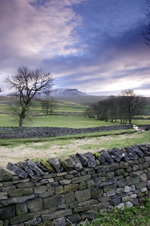 Sheep Grazing In Pasture Drucke: View of drystone walls, bare trees