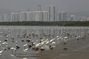 Urban Coastal Scenery Drucke: View of estuary with mixed flock of egrets