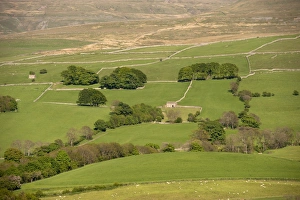 Cumbrian Countryside Views Drucke: View of fields with trees and drystone walls
