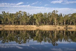 Blick auf den Wald im Spiegel des Flusses Barooga Staatswald Murray River Neuseeland Australien Februar