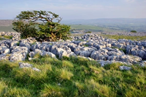 Limestone Pavement UK Drucke: View of limestone pavement and hawthorn tree
