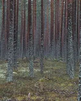 Pine Forest Sweden Drucke: View through Pine Forest of tree trunks and ground covered in lichens, Sweden