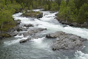 Swedish Wilderness Photography Drucke: View of rapids in fast flowing river, Gavostjukke, Leipikvattnet, Lappland, Sweden, June