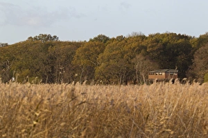Ansicht über Reisfeld in Richtung Bitternsversteck im Minsmere Naturschutzgebiet der Royal Society for the Protection of Birds (RSPB), Suffolk und England November