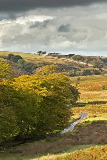 Somerset England Landscape Drucke: View of river and beech trees in sunlight breaking through rainclouds