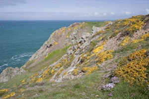 Channel Islands Landscape Drucke: View of sea cliffs with spring flowers, Les Landes, Jersey, Channel Islands, May