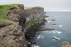 Icelandic Coastal Landscapes Drucke: View of seabird nesting cliffs, Latrabjarg, Iceland, June